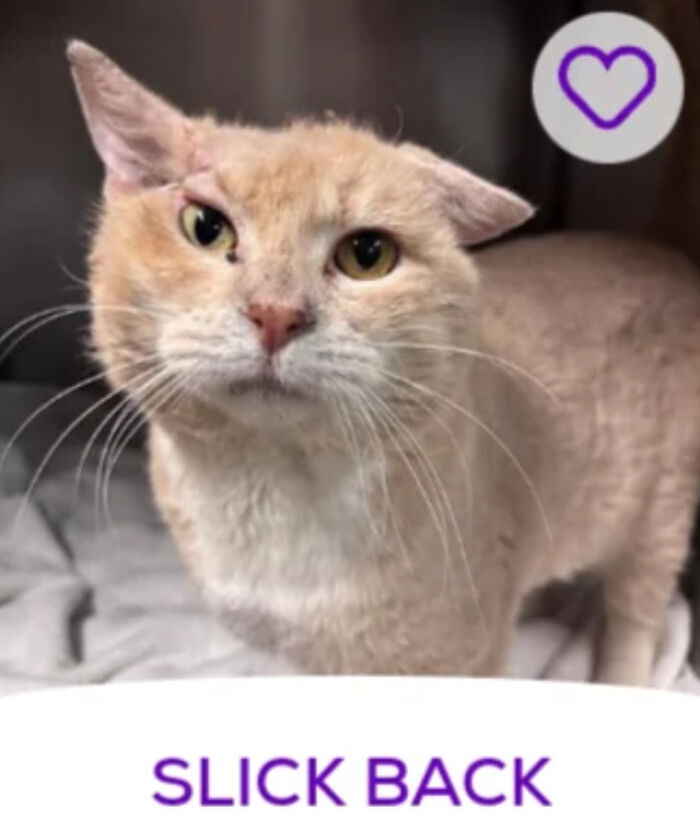 Beige shorn cat looking at camera with purple heart icon and caption SLICK BACK, humorous pet names