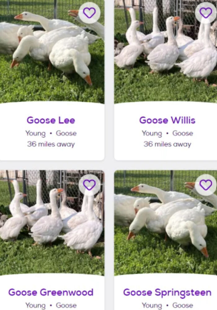 White geese in profile cards displaying amusing pet names like Goose Lee, Goose Willis, Goose Springsteen