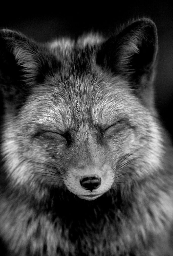 “When Color Disappears, The Soul Appears: Black-And-White Wildlife Photography”