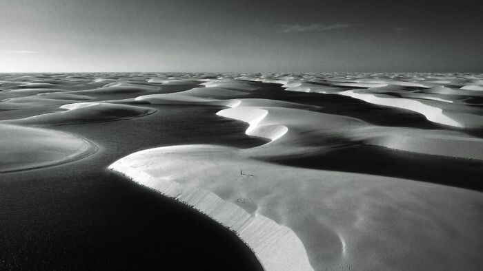 Expansive desert dunes in black and white showcasing stunning animal photos from the non professional category awards.