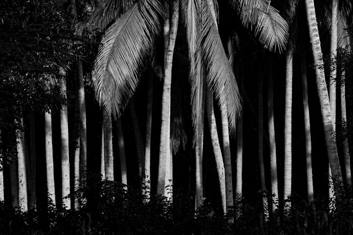Black and white photo of palm trees with shadows, illustrating stunning animal photos from the non professional category exposure awards.