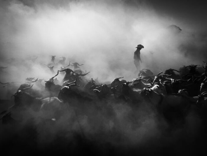 Herd of animals moving through dusty landscape with a lone figure, showcasing stunning animal photos from non professional category.