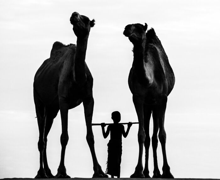 Silhouette of a child standing between two camels in a striking black and white animal photo from the non professional category.