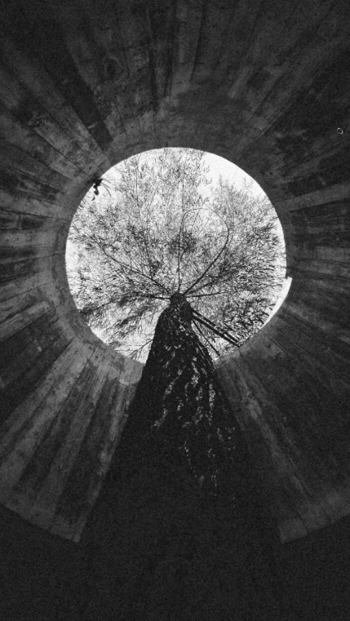 Black and white photo of a tall tree viewed from below inside a circular concrete structure, nature and stunning animal photos theme