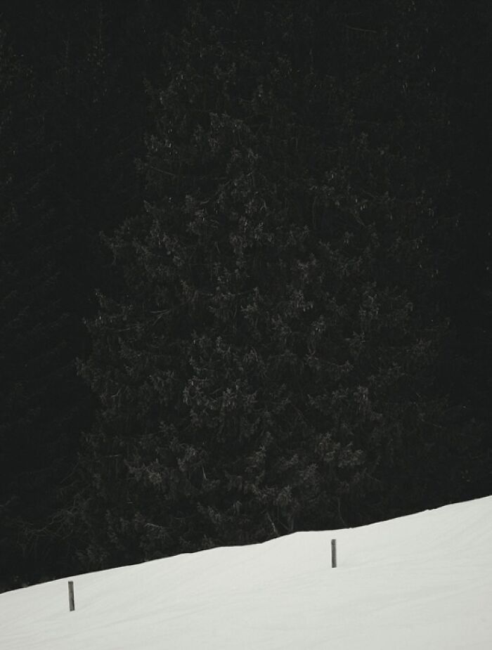 Dark evergreen tree behind snowy hillside with wooden posts, showcasing stunning animal photos from the non professional category.