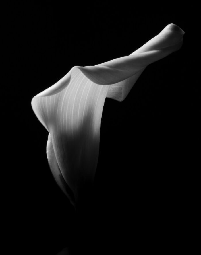 Abstract black and white photo resembling a dancing animal form, featured among stunning animal photos.