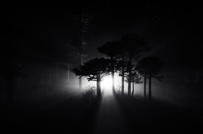 Mysterious dark forest with light shining through trees, showcasing stunning animal photos from the non professional category.