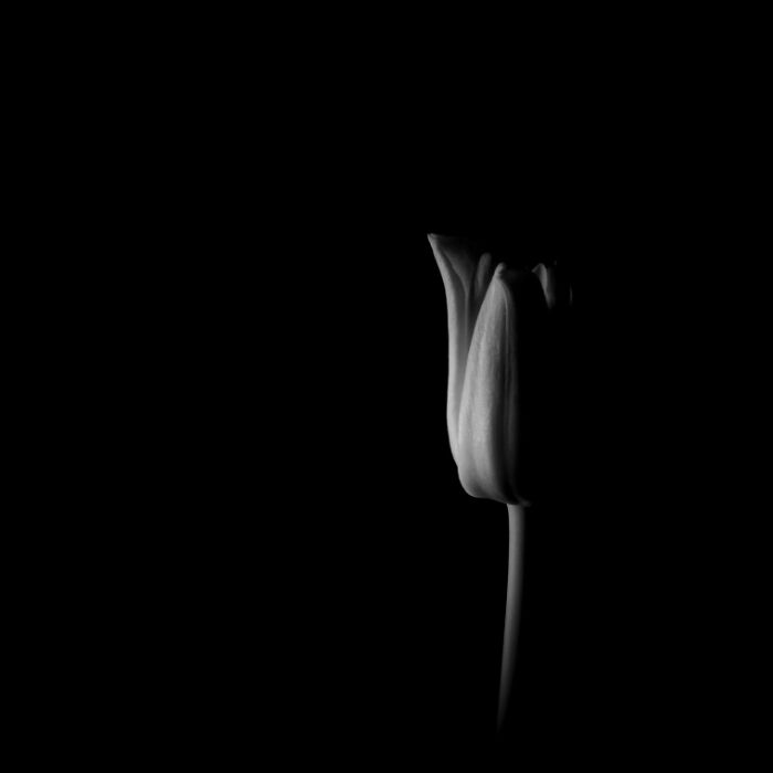 Black and white photo featuring a single flower with soft lighting, illustrating stunning animal photo style from non-professional category.