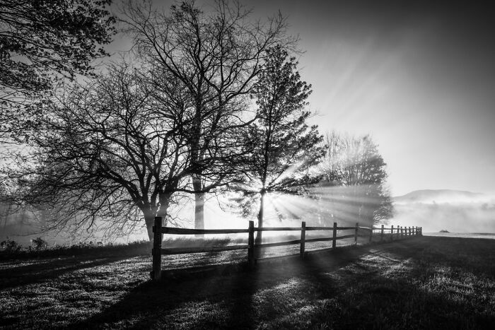 Black and white rural landscape with sun rays shining through trees, showcasing stunning animal photos from non professional category.