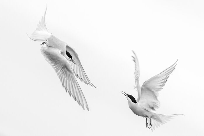 Two white birds in mid-flight captured in stunning animal photos from the non professional category of Exposure One Awards.