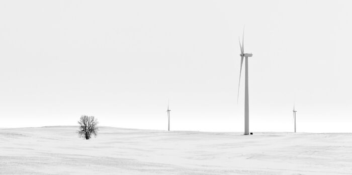 Minimalist black and white landscape with wind turbines and a lone tree showcasing stunning animal photo aesthetics.