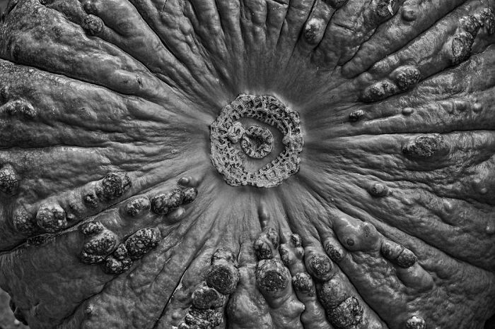 Close-up black and white photo showing detailed textured surface resembling animal skin from non professional exposure one awards.