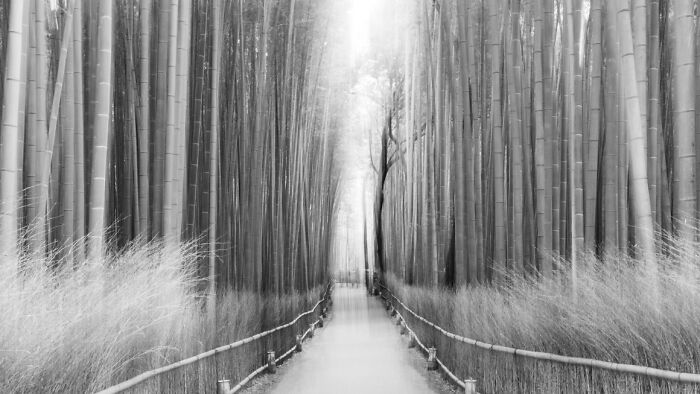 Bamboo forest pathway with tall stalks on each side and light shining through, showcasing stunning animal photos vibe.