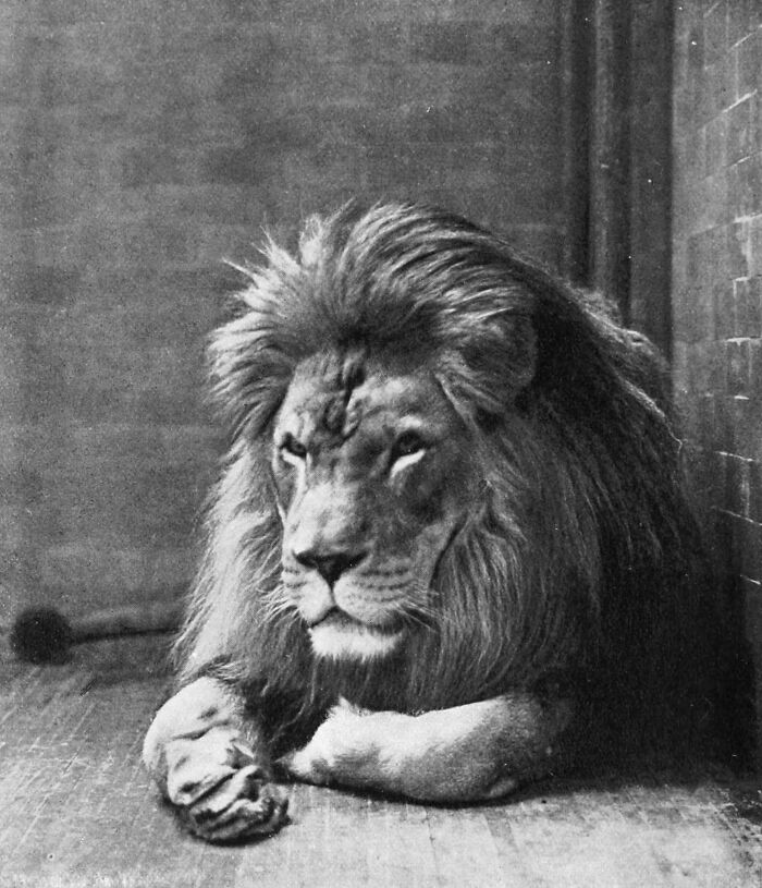 The Barbary Lion
