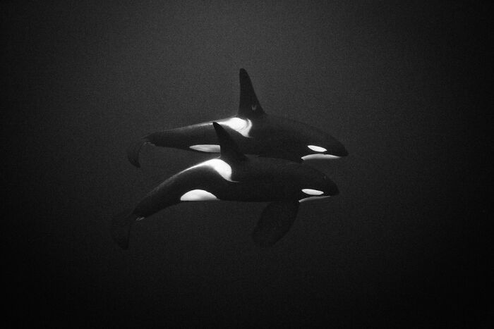 Two orcas swimming underwater, showcasing breathtaking underwater photography from Exposure One Awards.