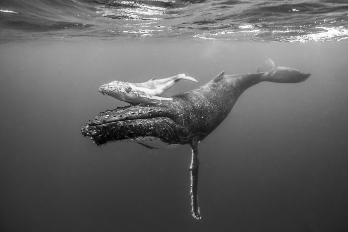 Underwater photo of a mother whale and calf swimming together, showcasing breathtaking aerial and underwater photography.