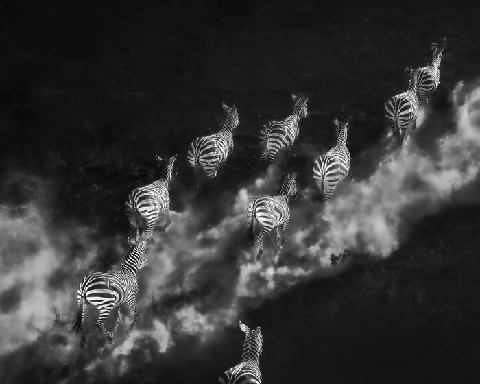 Aerial black and white photo of zebras running, captured in a dramatic scene showcasing breathtaking exposure photography.