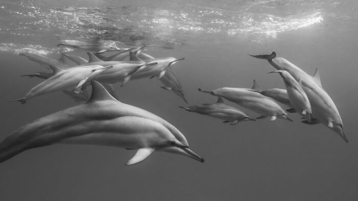 Underwater photo of a pod of dolphins swimming gracefully in clear ocean water, showcasing breathtaking underwater photography.