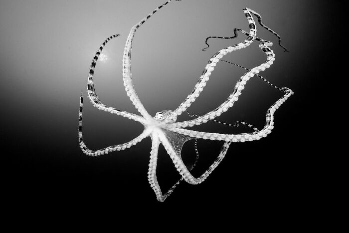 Black and white underwater photo of an octopus showcasing breathtaking underwater photography from Exposure One Awards.