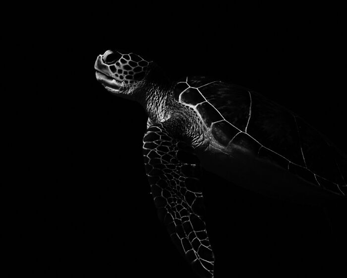 Black and white underwater photo of a sea turtle showcasing breathtaking details and textures for Exposure One Awards.