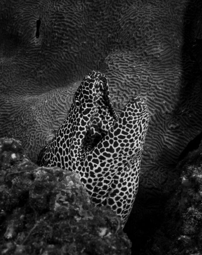 Black and white underwater photo of two spotted moray eels among coral showcasing breathtaking Exposure One Awards photography.