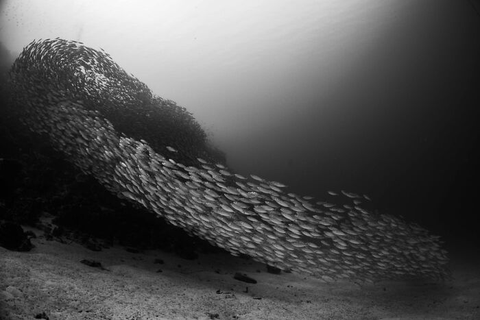 Underwater photo of a large school of fish swimming in a swirling formation over the ocean floor.