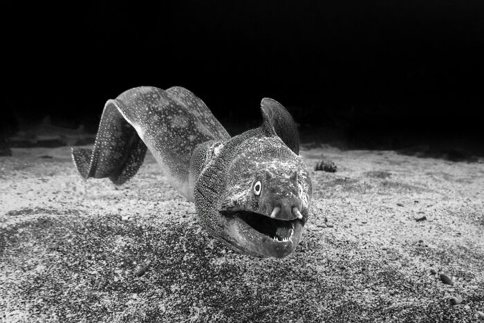 Underwater photo of a moray eel on the ocean floor, showcasing breathtaking underwater photography from Exposure One Awards.