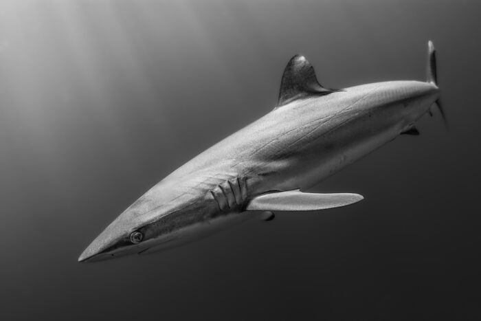 Black and white underwater photo of a sleek shark swimming gracefully, showcasing breathtaking underwater photography.