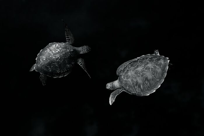 Two sea turtles swimming underwater captured in a breathtaking aerial and underwater photo.