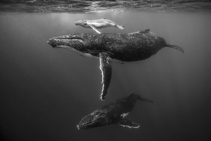 Underwater photo of a mother whale and two calves swimming gracefully in deep ocean waters, showcasing breathtaking exposure.