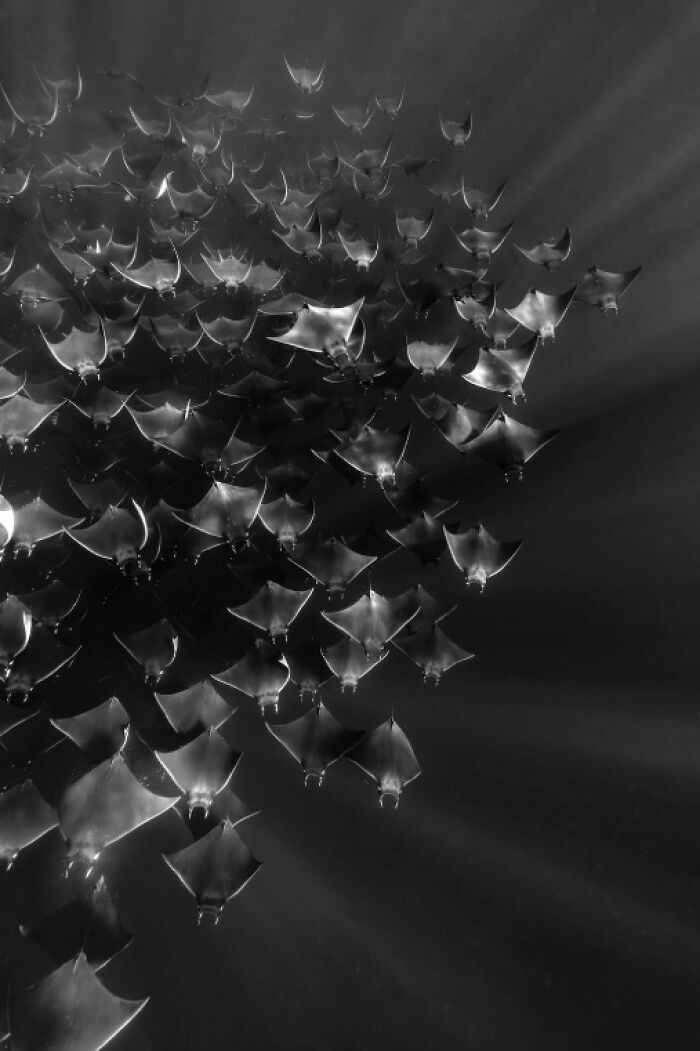 A breathtaking underwater photo showing a large school of rays swimming together with light rays penetrating the water.