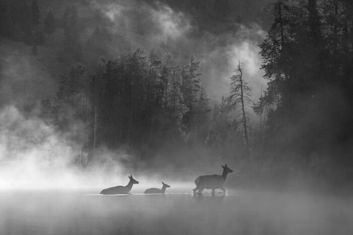 Black and white animal photo of three deer crossing a misty lake with forest trees in the background, showcasing nature’s impact.