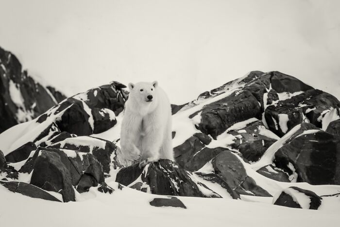 Polar bear standing on snowy black rocks in nature, an award-winning black and white animal photo capturing wild beauty.