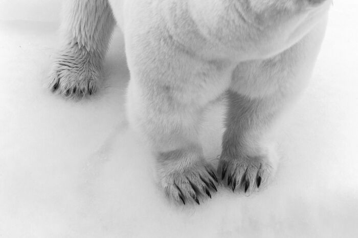 Close-up black and white animal photo showing detailed paws of a bear standing on snow, highlighting nature's impact.
