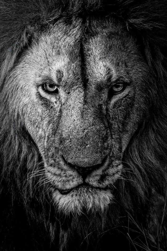 Close-up black and white animal photo of a lion’s intense gaze capturing nature’s raw power and beauty.