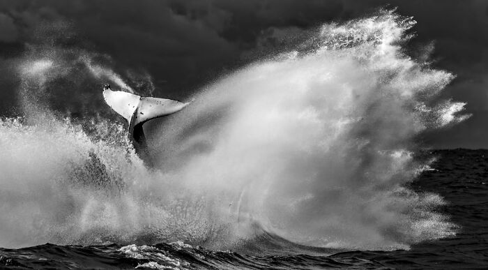 Black and white animal photo of a whale tail splashing water, showcasing award-winning nature photography impact.