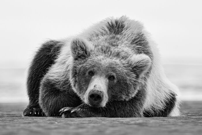 Black and white animal photo of a resting bear on a beach showcasing award-winning nature photography impact.