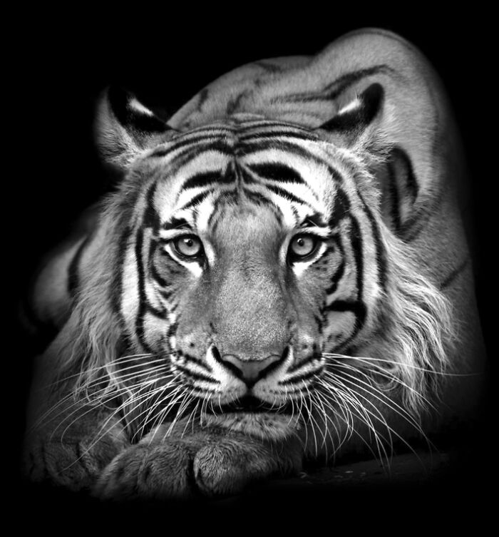 Black and white animal photo of a tiger staring intensely, showcasing the impact of nature without color.
