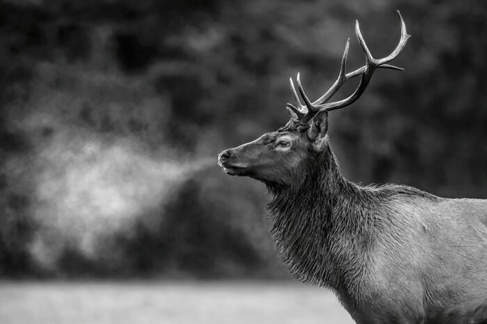 Black and white animal photo of a stag with visible breath in cold air, showcasing award-winning wildlife photography impact.