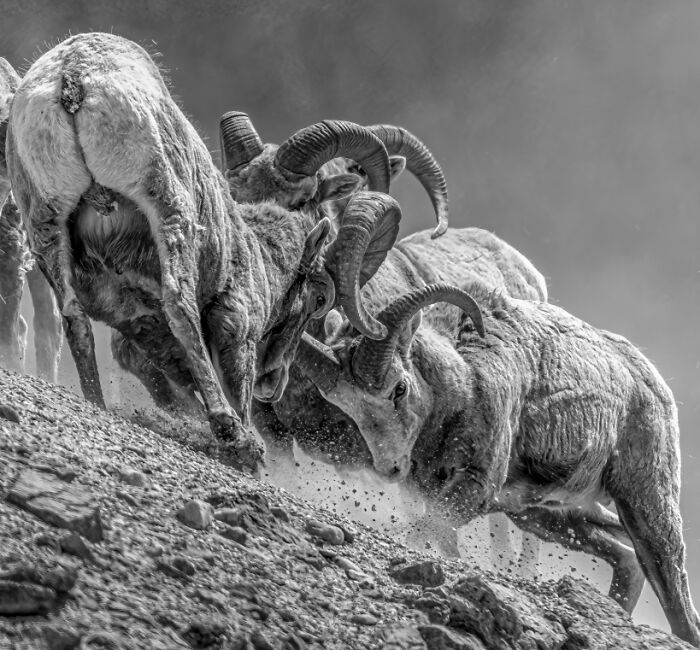 Black and white animal photo showing wild rams clashing with powerful impact in rugged natural terrain.