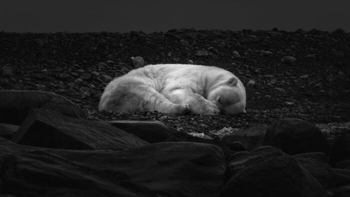 Black and white animal photo of a polar bear sleeping on rocky ground, showcasing nature's impact without color.