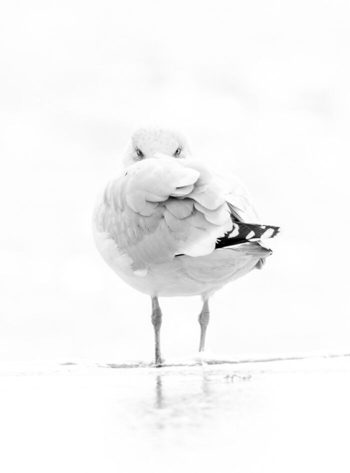 Black and white animal photo of a seagull standing on wet sand with its feathers covering its face, showcasing nature's impact.