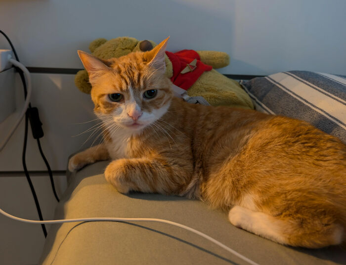 Orange and white cat lying on a bed next to a stuffed animal, illustrating funny names pets didn’t ask for.
