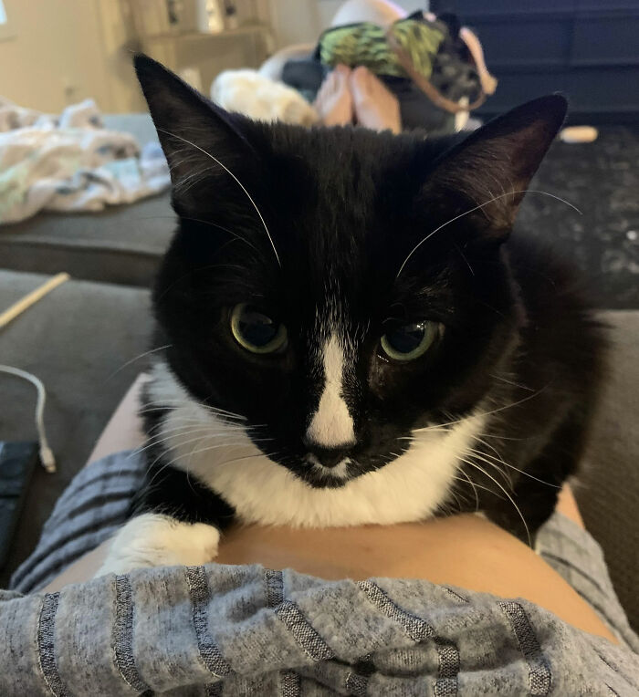 Black and white cat sitting on lap, illustrating funny names pets didn’t ask for in a cozy home setting.