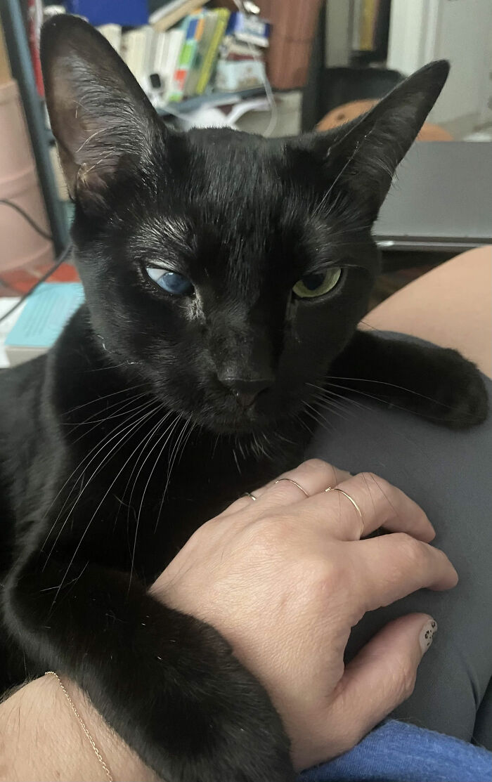 Black cat with heterochromia resting on a person's hand, illustrating funny pet names that pets didn’t ask for.