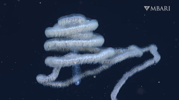 Spiral-shaped deep sea creature glowing softly in dark ocean waters, an unexpected ocean photo that might freak you out.