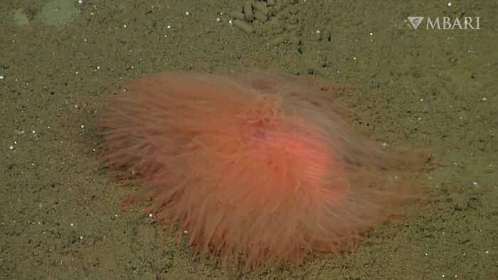 Unusual ocean creature with bright orange tentacles resting on the seafloor in an unexpected ocean photo.