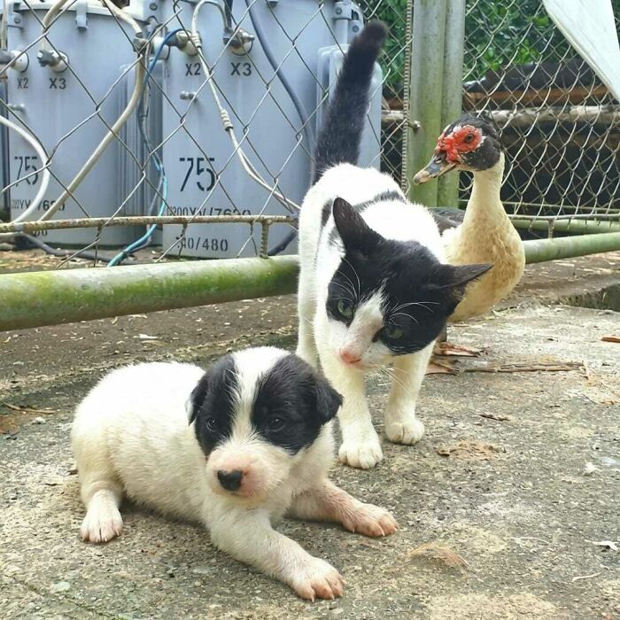 A playful kitten and puppy together near a duck in a fenced outdoor area, captured in hilarious moments caught on camera.
