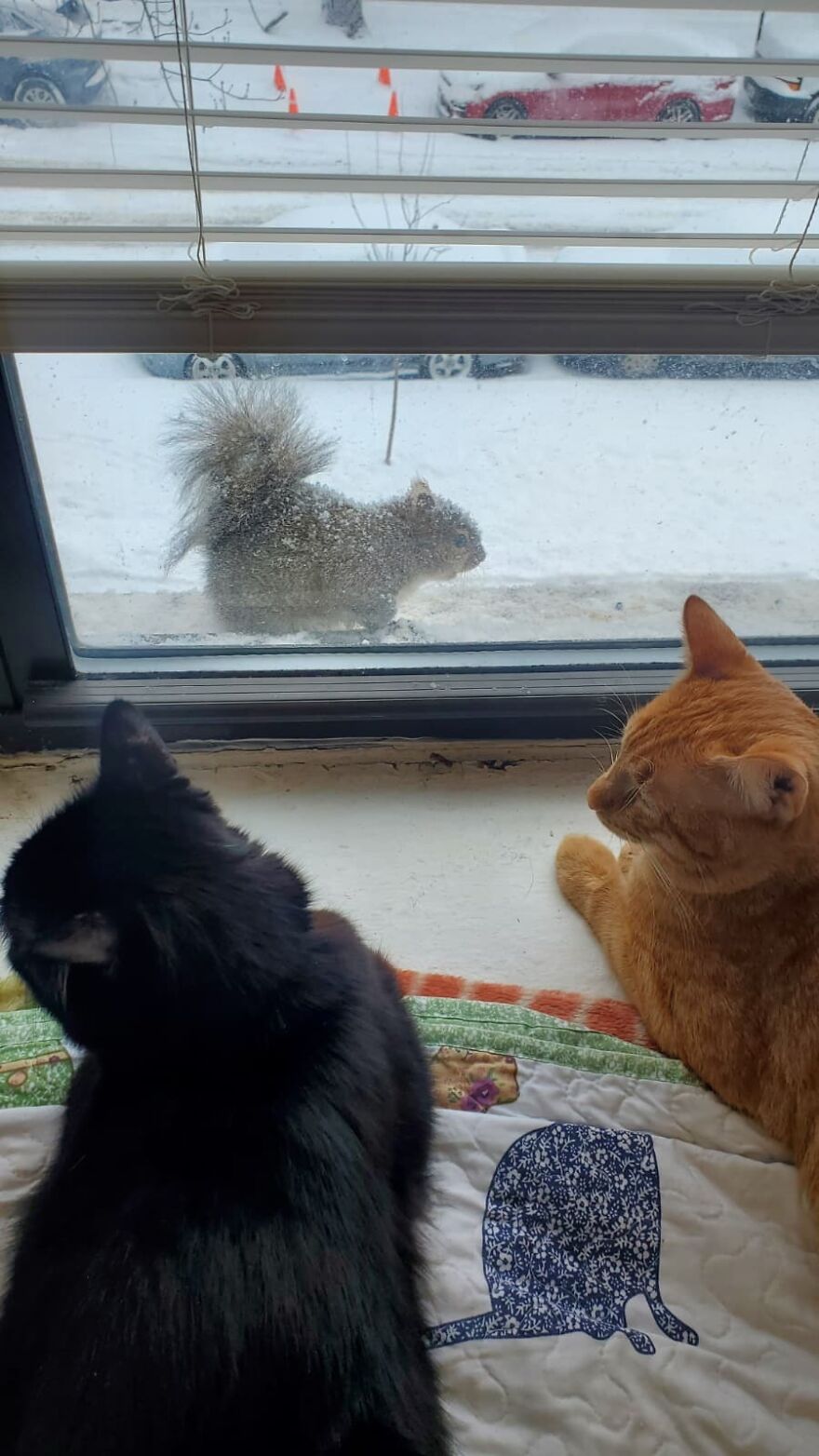 Salem & Red Looking At The Squirrel Enduring The Snowy Cold Weather