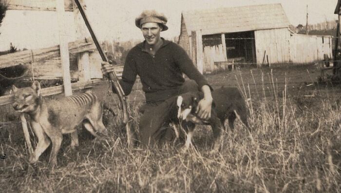 The Tasmanian Tiger